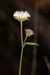 Snow squarestem